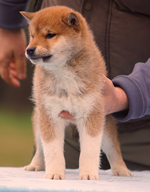 Cucciolo Shiba Inu nome Hiroshi con pedigree ENCI