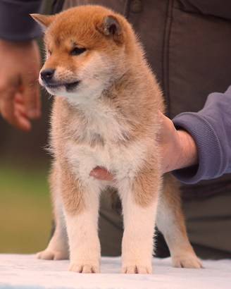 Cucciolo Shiba Inu nome Hiroshi con pedigree ENCI
