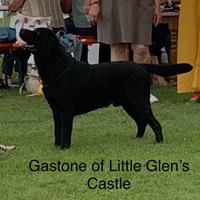 Labrador Maschio con Pedigree per accoppiamento