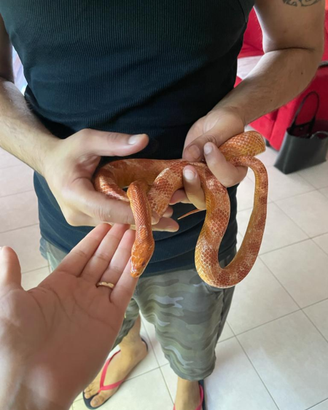 Elaphe Guttata