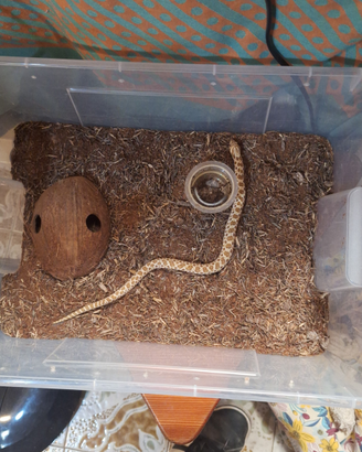 Serpente nasicus