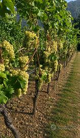 Vigneto Müller Thurgau Pergine Valsugana