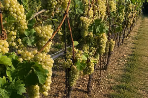 Vigneto Müller Thurgau Pergine Valsugana