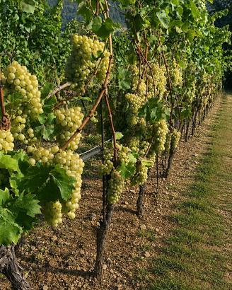 Vigneto Müller Thurgau Pergine Valsugana