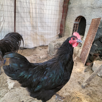 Galli Australorp neri