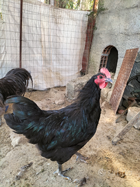 Galli Australorp neri