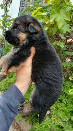 Pastore tedesco cuccioli alta genetica