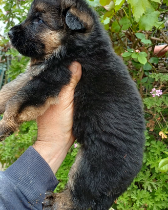 Pastore tedesco cuccioli alta genetica