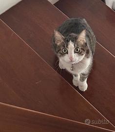 Gattina in adozione