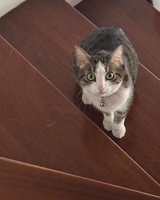 Gattina in adozione