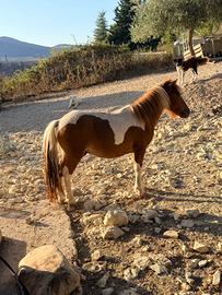 Pony
