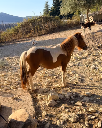 Pony
