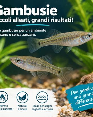 Pesci