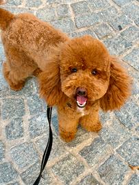 Animali