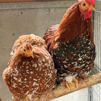 Coppia galline cocincine nane millefiori