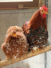 Coppia galline cocincine nane millefiori
