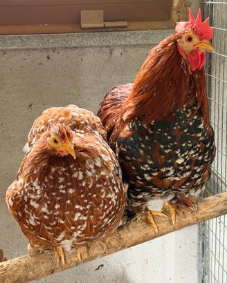 Coppia galline cocincine nane millefiori