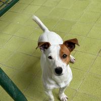 Jack russell maschio