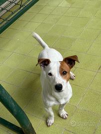 Jack russell maschio