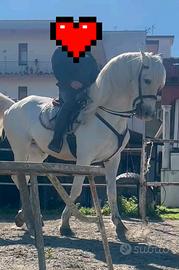 Andaluso cartujano