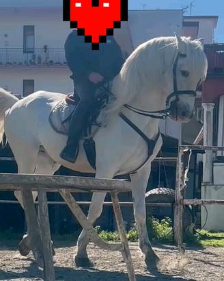 Andaluso cartujano