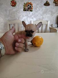 Mini Maschietto .Chihuahua