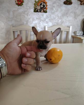 Mini Maschietto .Chihuahua