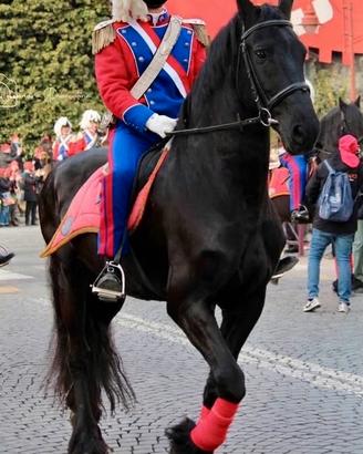 Cavalli per Manifestazioni