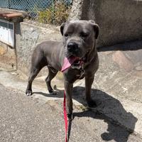 Cane corso disponibile per monta