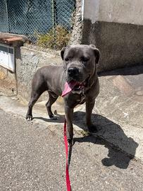 Cane corso disponibile per monta