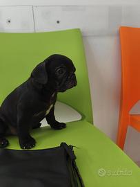 Cucciolo di Buldog francese