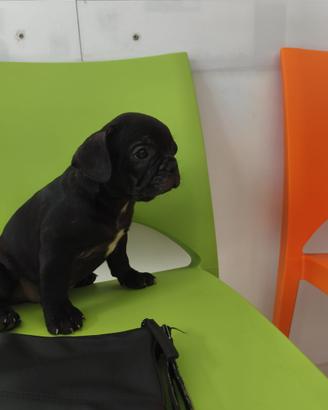 Cucciolo di bouldog francese