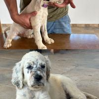 Cuccioli setter inglese