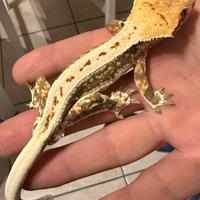 Geco ciliatus sub-adulto