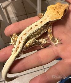 Geco ciliatus sub-adulto