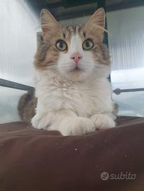 Gatto simil norvegese