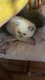 Cuccioli Scottish lilac point