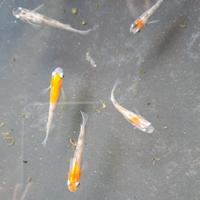 Medaka Tenjin tricolore