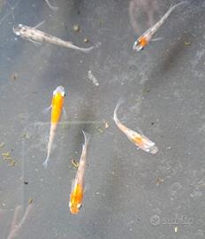 Medaka Tenjin tricolore