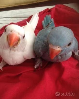 Pappagalli Parrocchetti dal collare DA IMBECCO