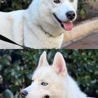 Husky per monta