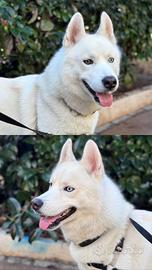 Husky per monta