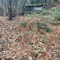 Terreno - Zafferana Etnea