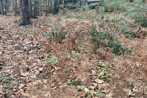 Terreno - Zafferana Etnea