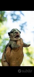 Bulldog francesi fluffy