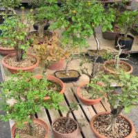 Prebonsai