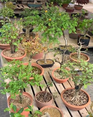 Prebonsai