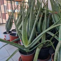 Aloe Vera piante
