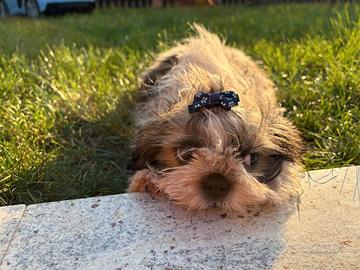 Cuccioli Shitzu