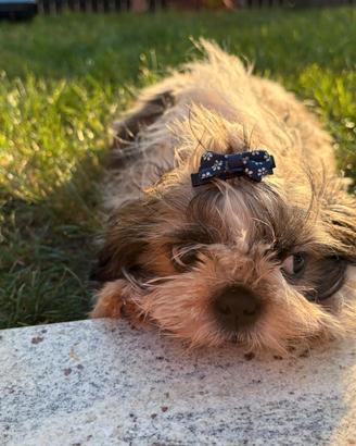 Cuccioli Shitzu